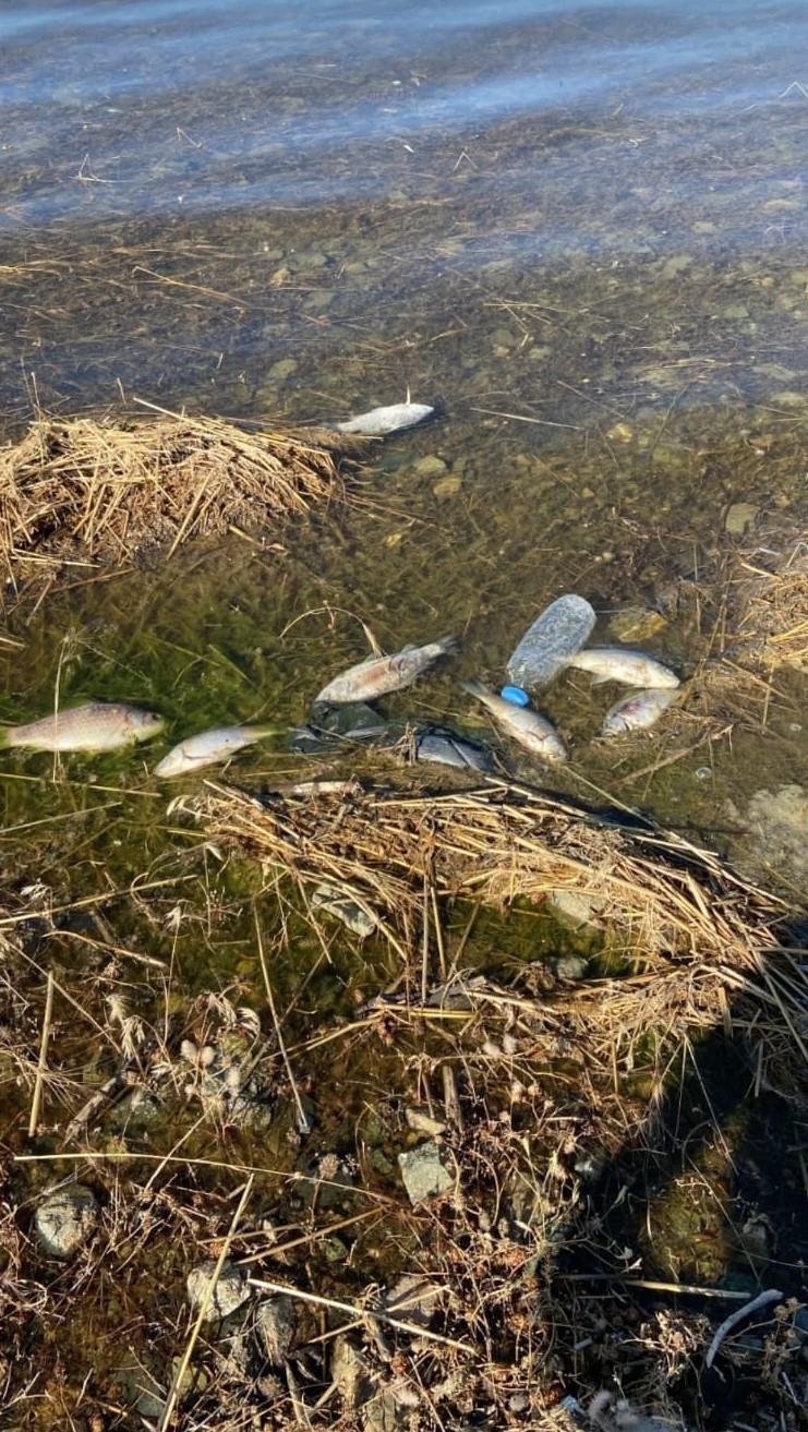 Kaya Karakaya Barajı’nda ölen balıklar kıyıya vurdu
