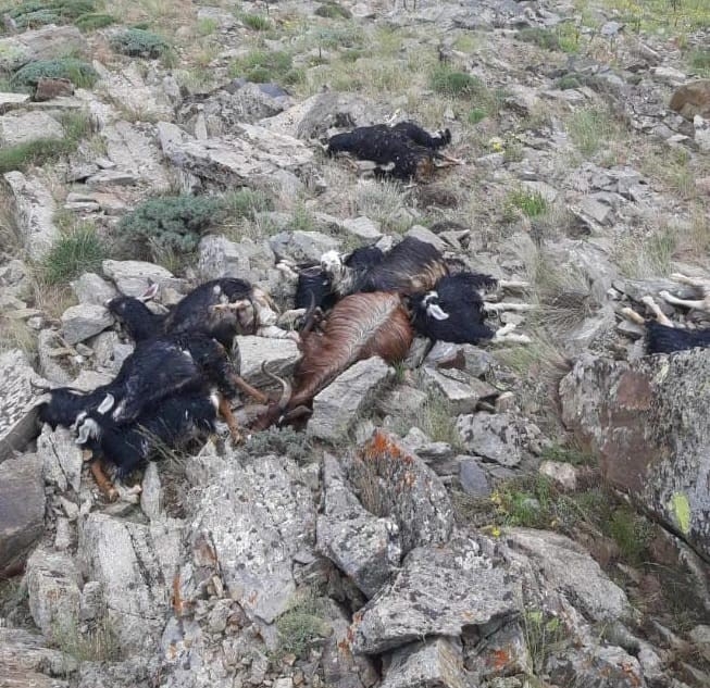 Bingöl’de keçi sürüsüne yıldırım düştü: 51 keçi telef oldu
