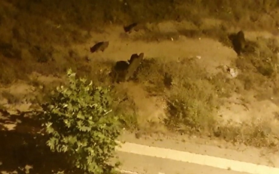 Tunceli’de aç kalan yaban domuzları şehre indi
