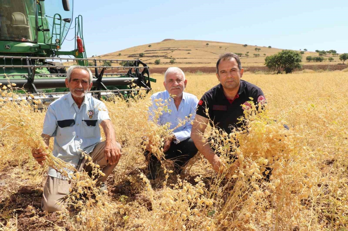 Elazığ’da nohut hasadı
