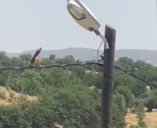 Sincaptan elektrik direğinde akrobasi

