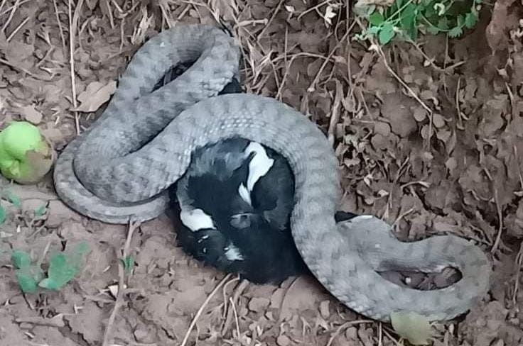 Türkiye’nin en zehir yılanı, kargayı yerken görüntülendi

