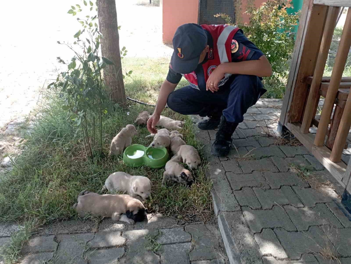 Anne köpek ve yavruları, jandarma tarafından barınağa teslim edildi
