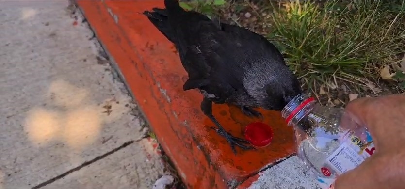Sıcaktan bunalan kargaya su içirdi
