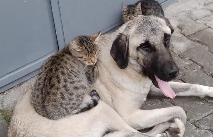 Köpek ve kedinin dostluğu görenleri şaşırtıyor

