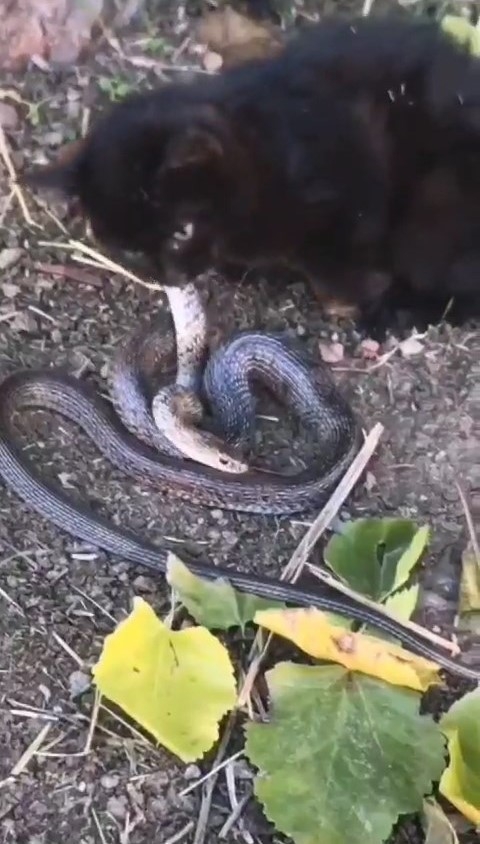 Yavru kedi, 2 metrelik yılanı yakalayıp yemeye çalıştı
