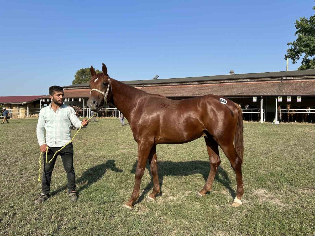 Milyonluk taylar görücüye çıkmaya hazırlanıyor
