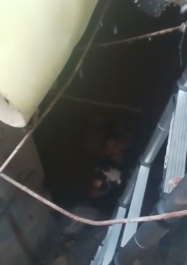 Kuyuya düşen yavru kediyi itfaiye ekipleri kurtardı

