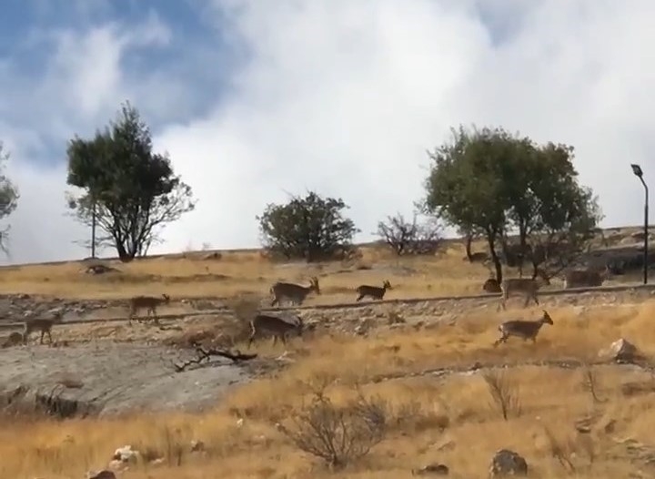 Dağ keçileri sürü halinde görüntülendi

