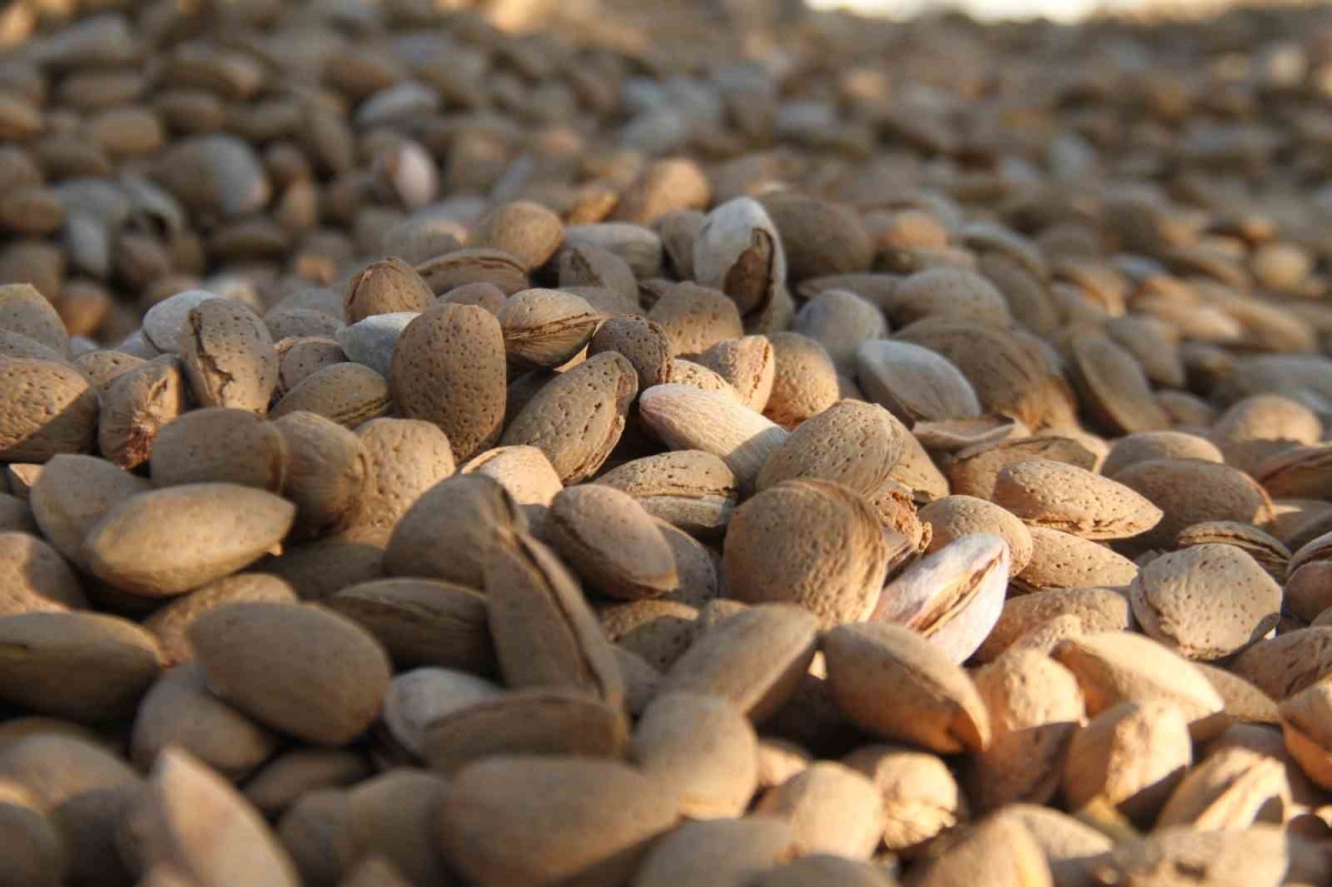 Elazığ’da badem hasadı sürüyor
