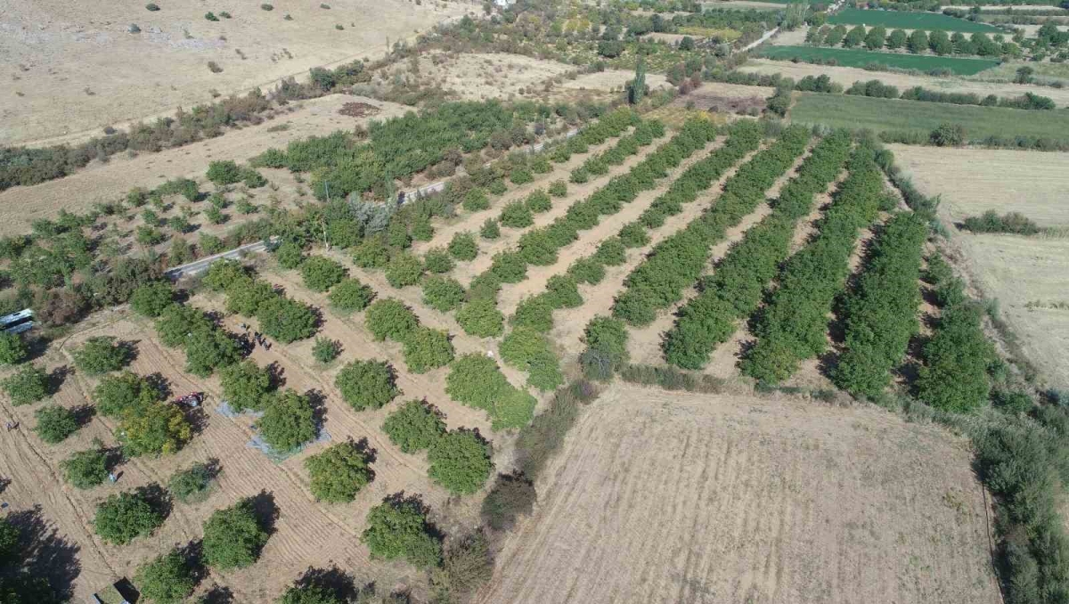 Elazığ’da 125 bin ceviz ağacında hasat başladı
