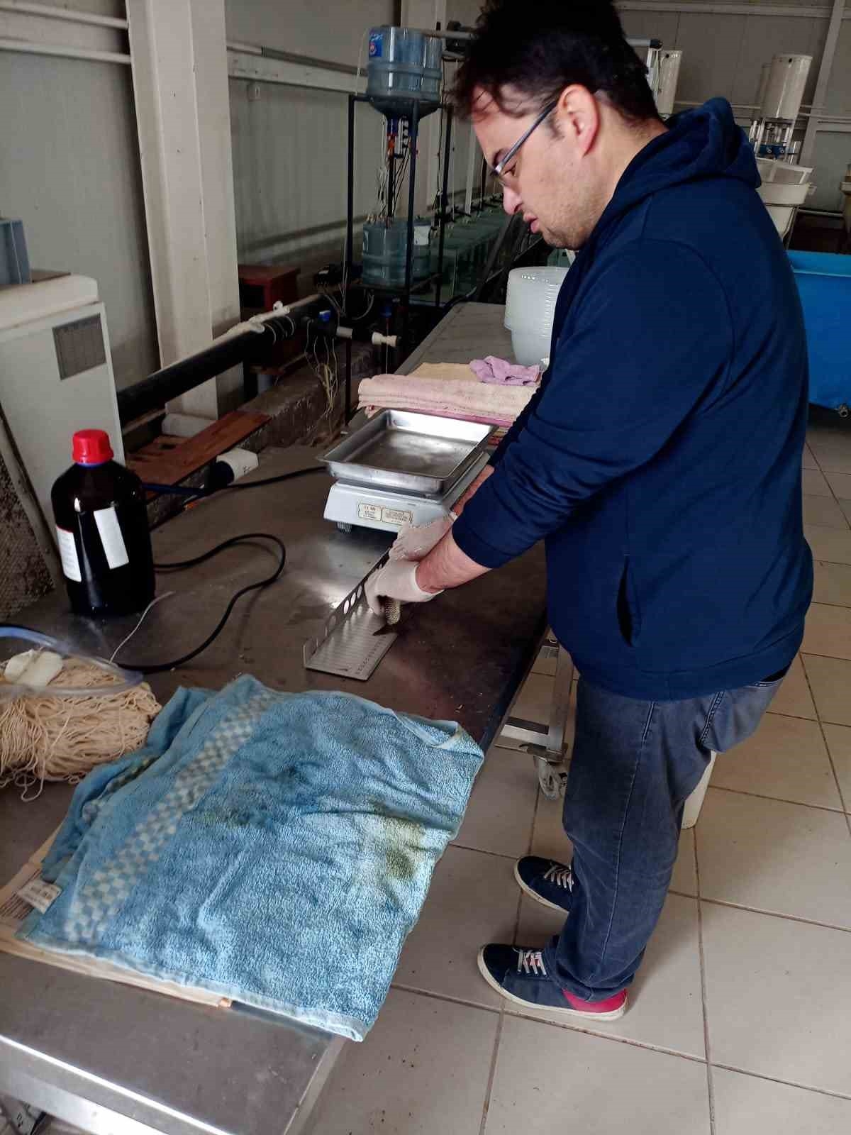 Elazığ’da tatlı su kefali proje çalışmaları sürüyor
