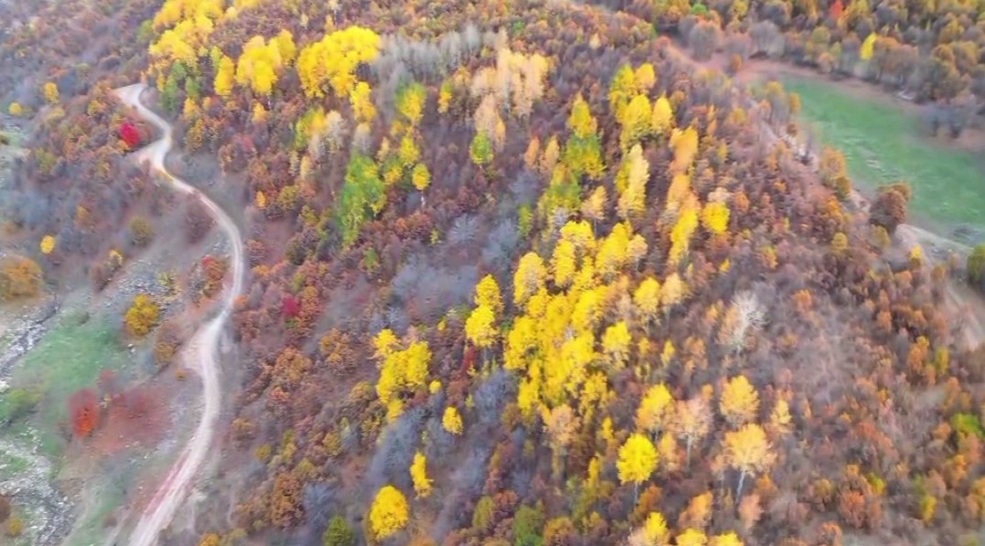 Bingöl’deki ormanlık alanlarda renk cümbüşü
