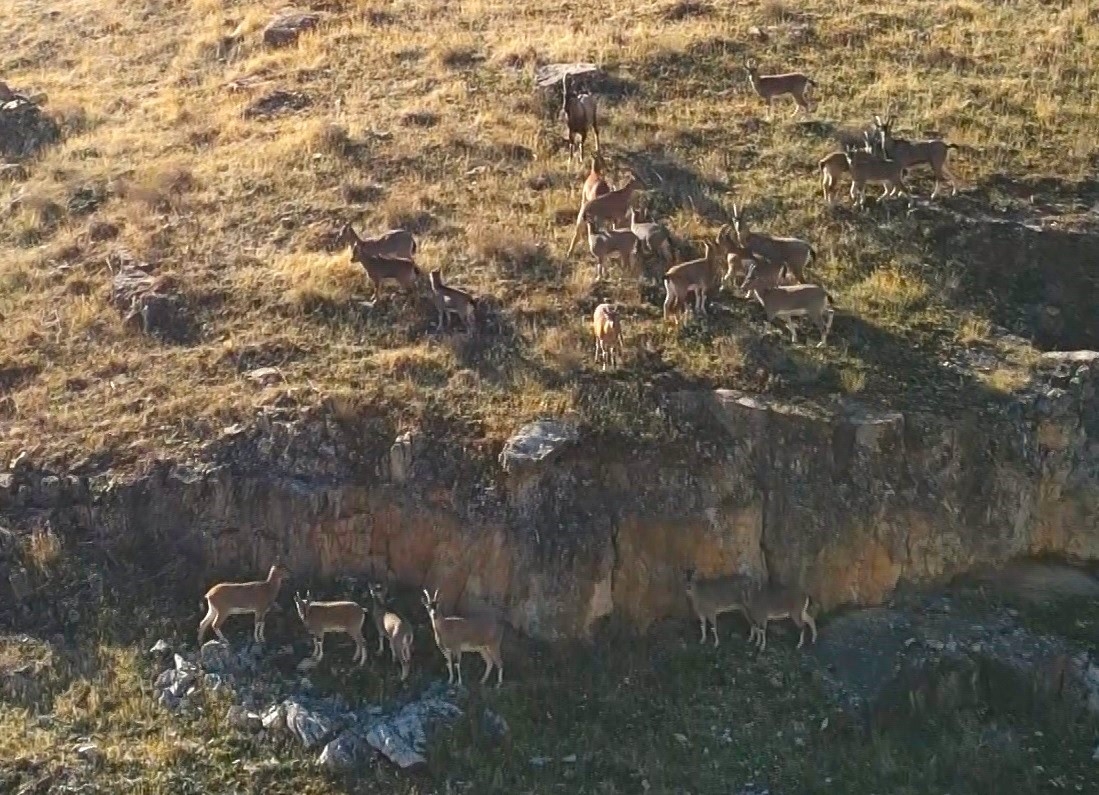 9 milyon yıllık kanyondaki dağ keçileri dron ile görüntülendi
