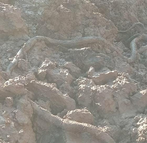 Elazığ’da su kuyusu kazısında, 3 metrelik yılan çıktı
