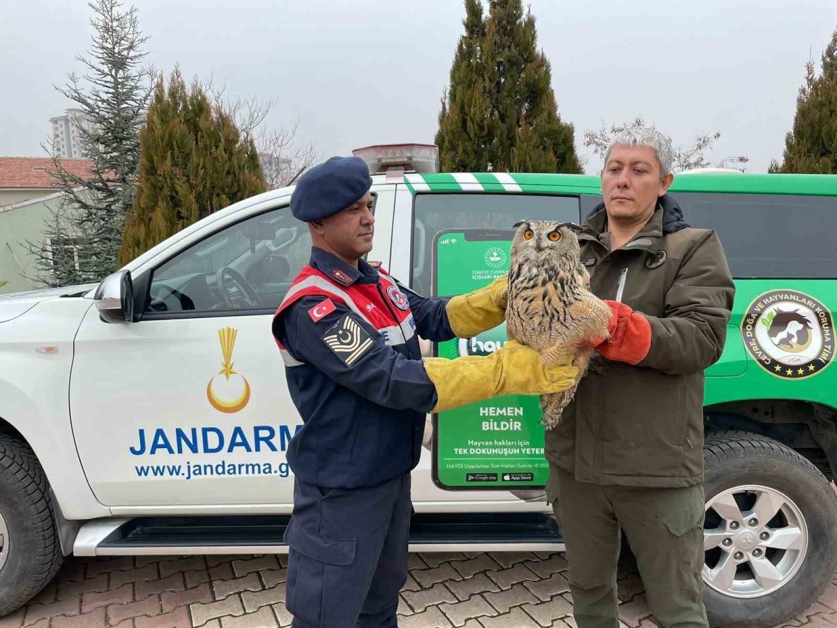 Malatya’da yaralı bulunan baykuş koruma altına alındı

