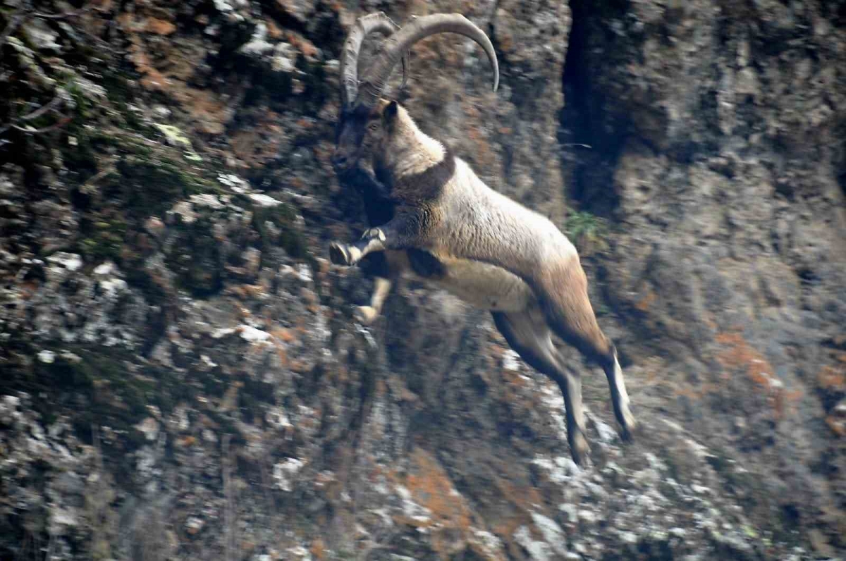Tunceli’de karlı zirvelerde yiyecek arayan yaban keçileri görüntülendi
