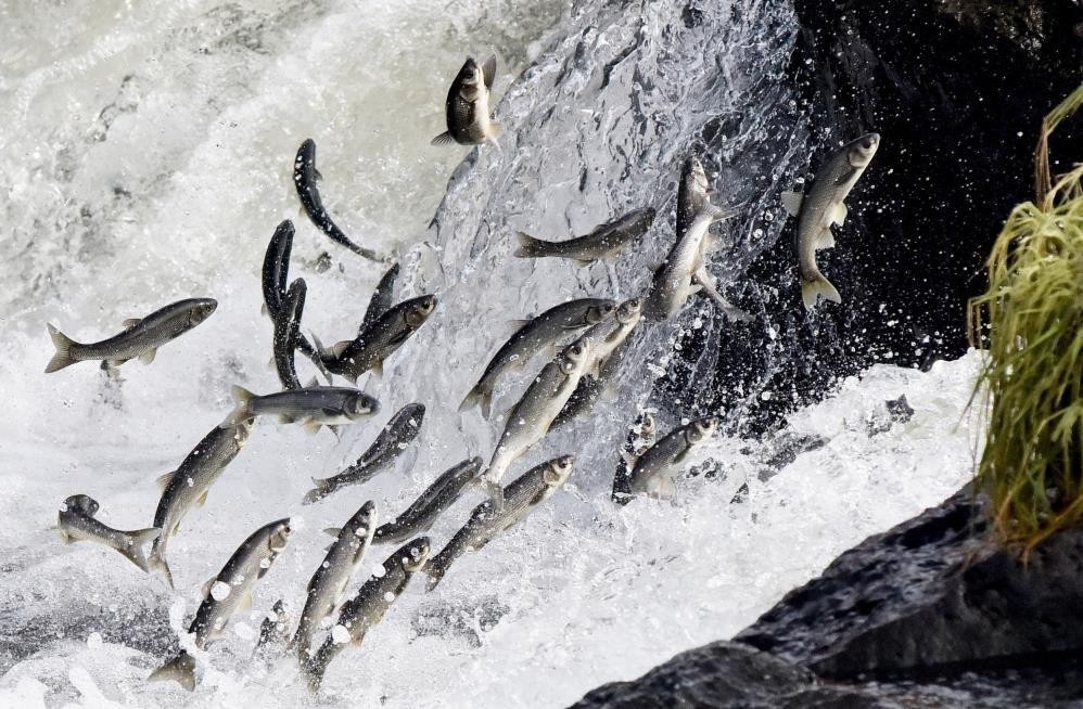 Van Gölü’nde av yasağı başladı: İnci kefalleri göç hazırlığında
