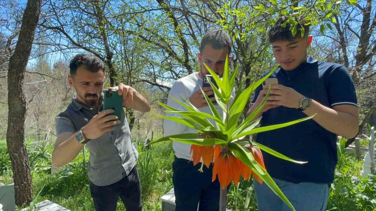 ‘Hüzün Çiçeği’ni koparanlara 244 bin 315 TL ceza
