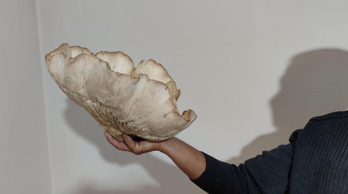 3 kilo 120 gramlık kunkor mantarı görenleri şaşırttı
