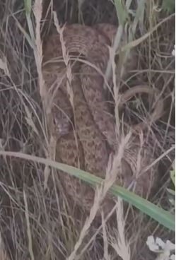 Arazide kenetlenen 2 metrelik yılanı görünce 