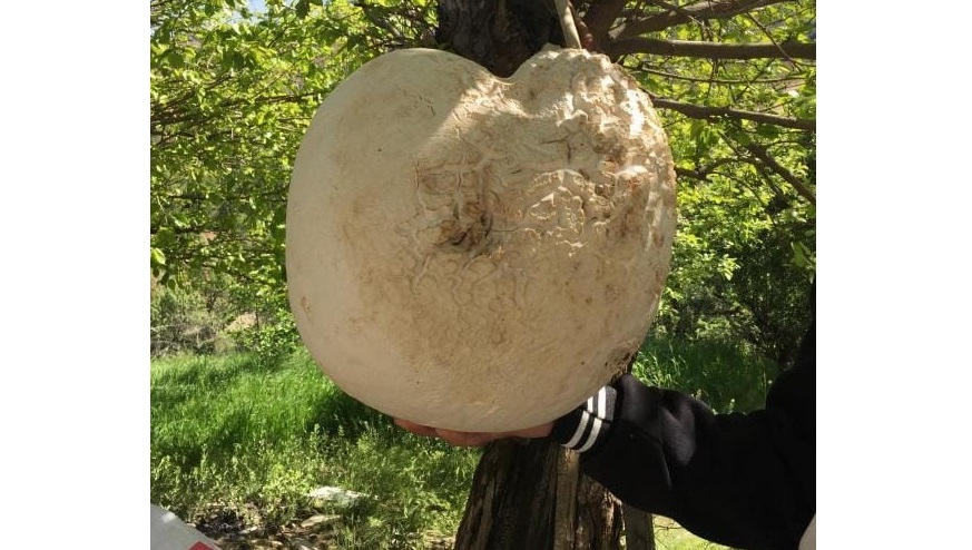 Elazığ’da 13 kilogramlık dev mantar bulundu
