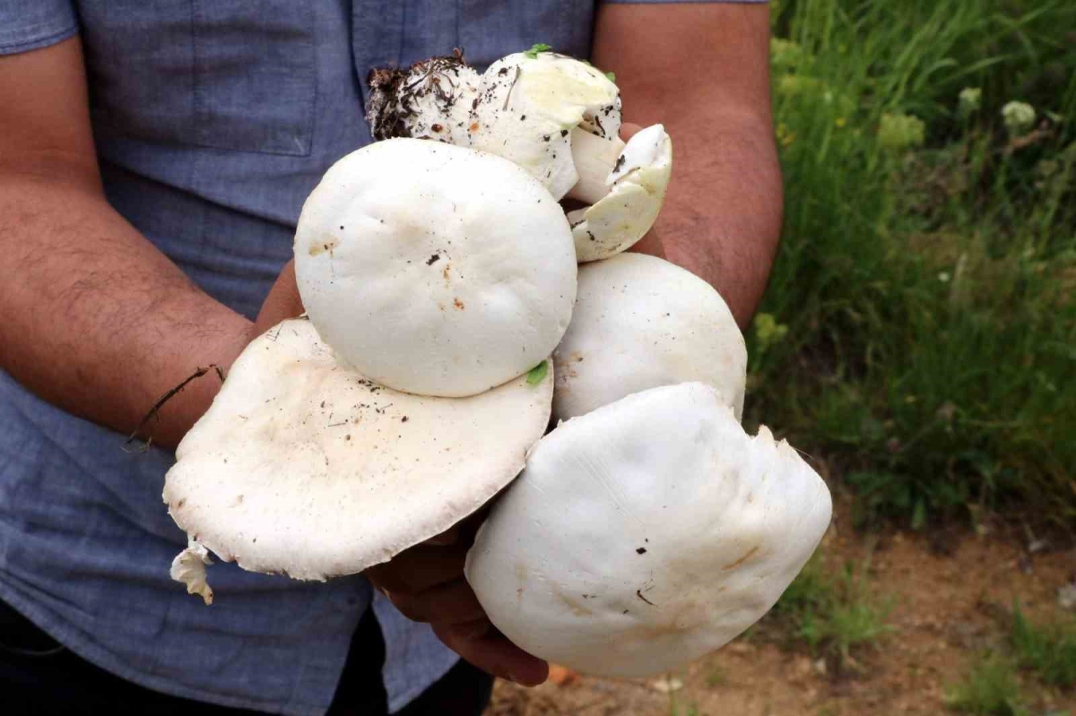 Doğadan toplanan mantarlara dikkat

