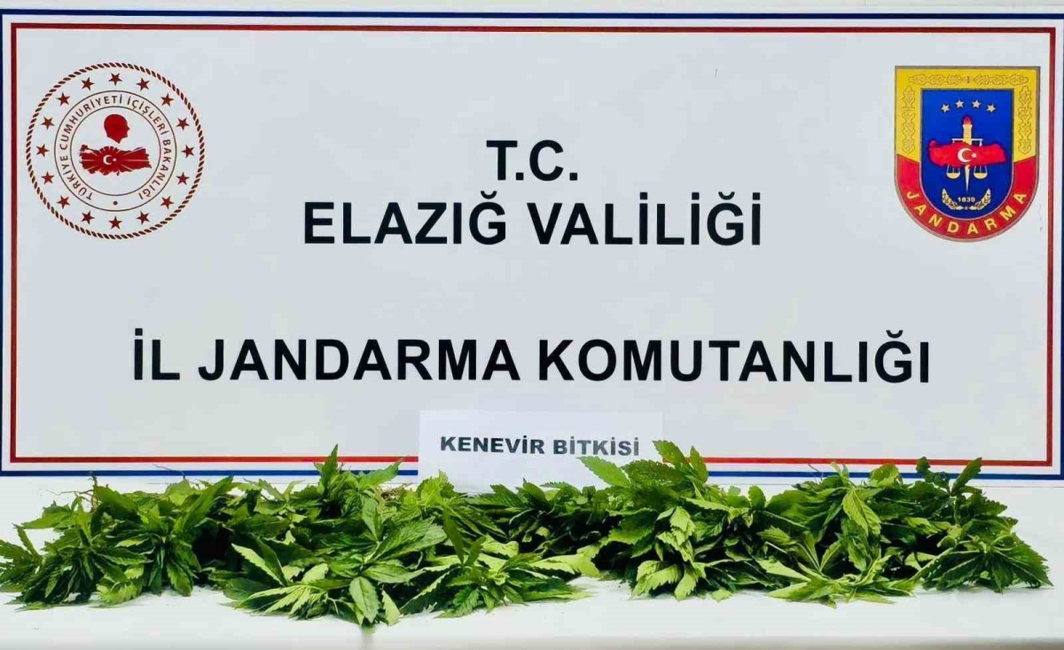 Elazığ’da 158 kök kenevir ele geçirildi
