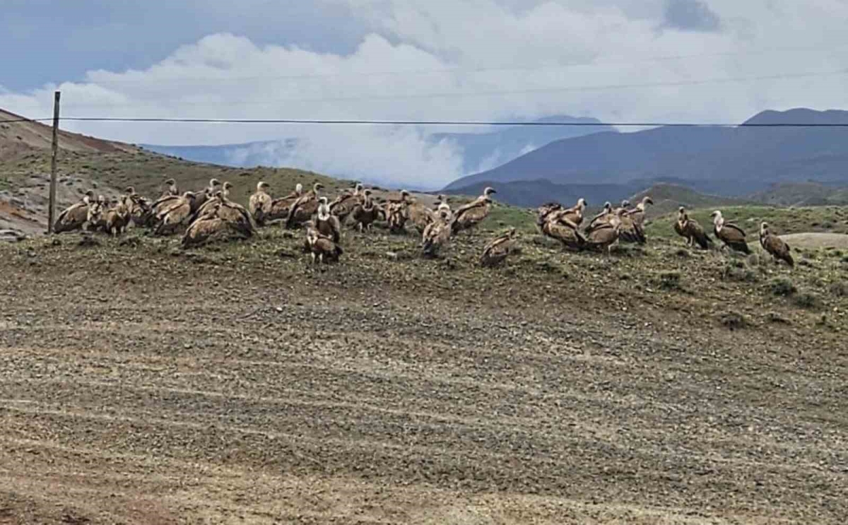 Kars-Iğdır yolunda akbaba sürüsü görüntülendi

