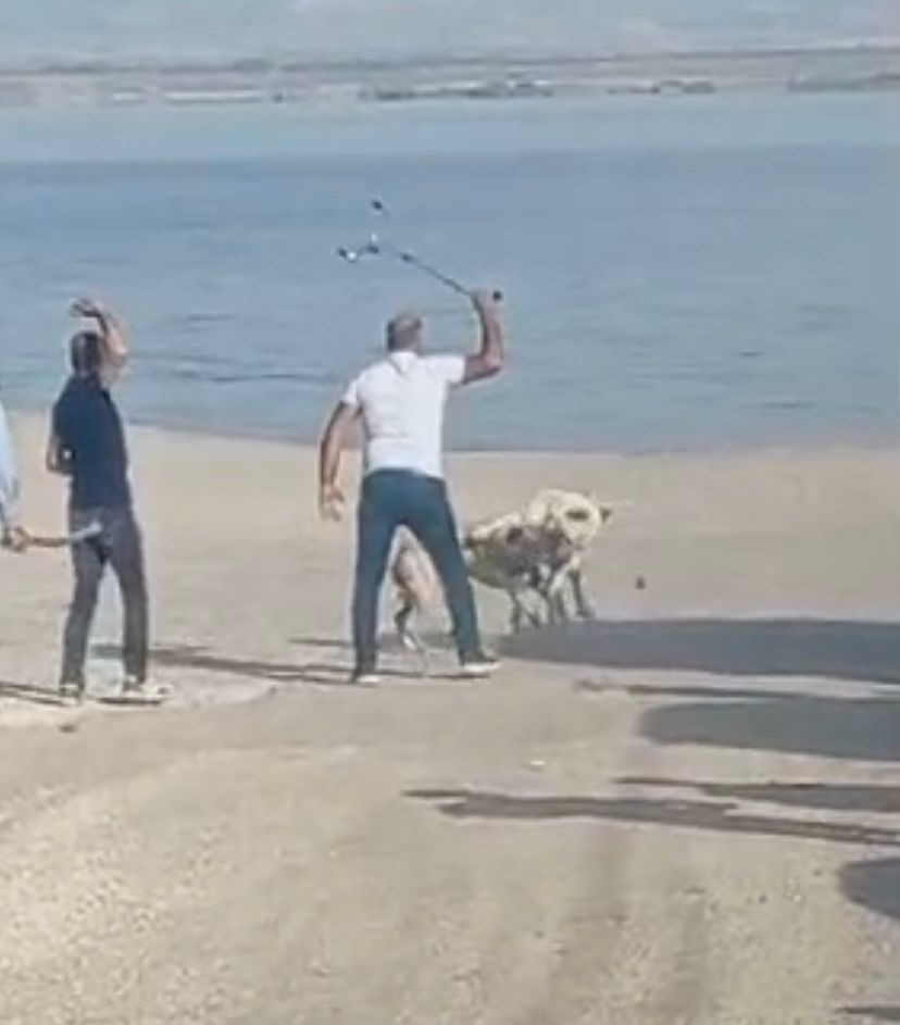 Başı boş köpeklerin kavgasını vatandaşlar sopa ile ayırdı
