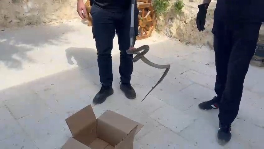 Cami avlusuna giren yılan, itfaiye ekipleri tarafından yakalandı
