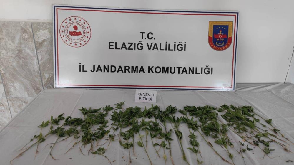 Deprem çadırının bahçesine uyuşturucu ekmişler
