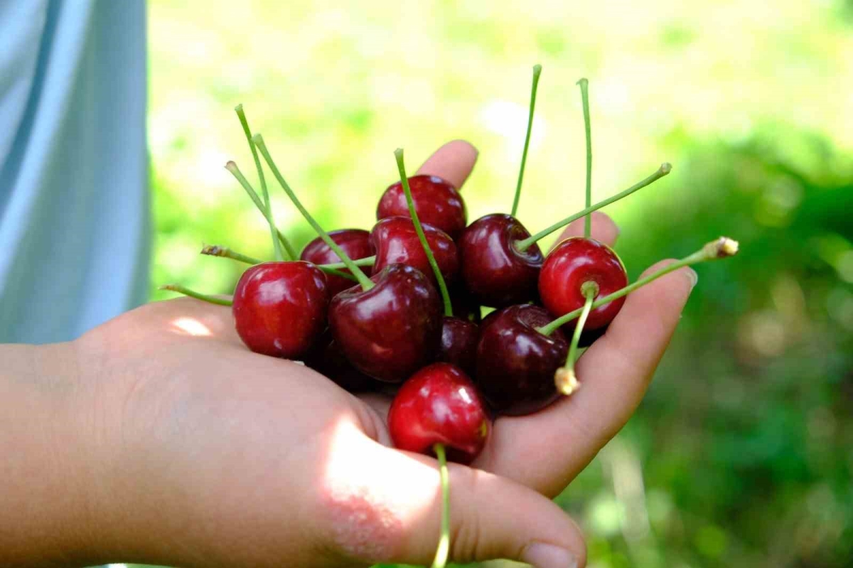 Kiraz ve vişneyi sinekten koruyun!
