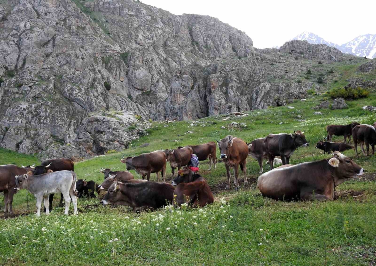 Dağ keçileriyle inek sürüsü bir arada
