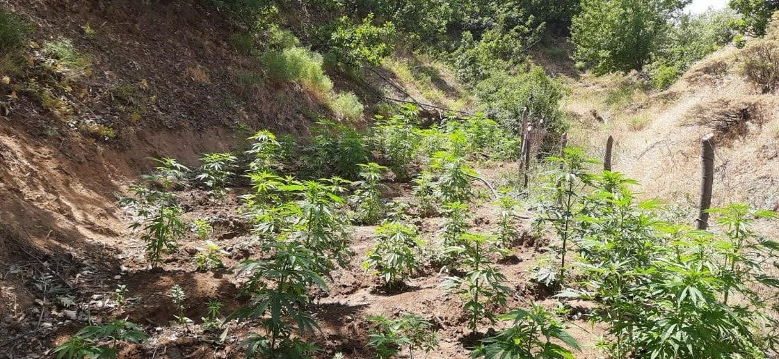 Bingöl’de 6 farklı noktada 2 bin kök kenevir ele geçirildi
