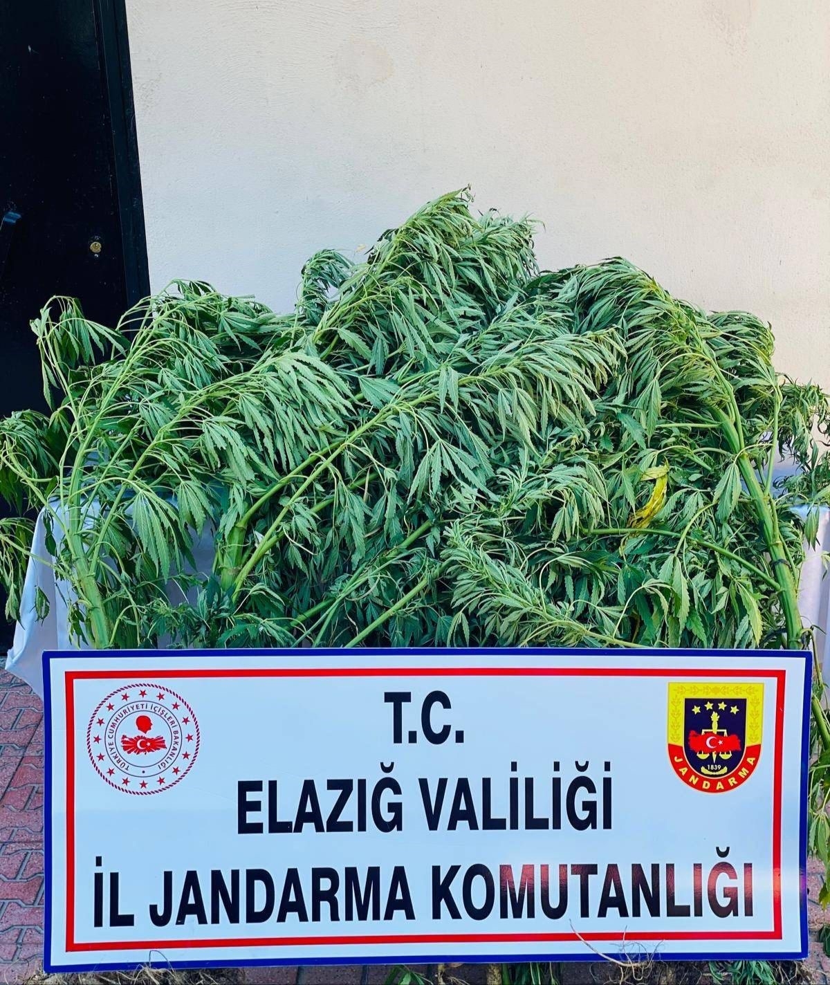 Elazığ’da 112 kök kenevir ele geçirildi
