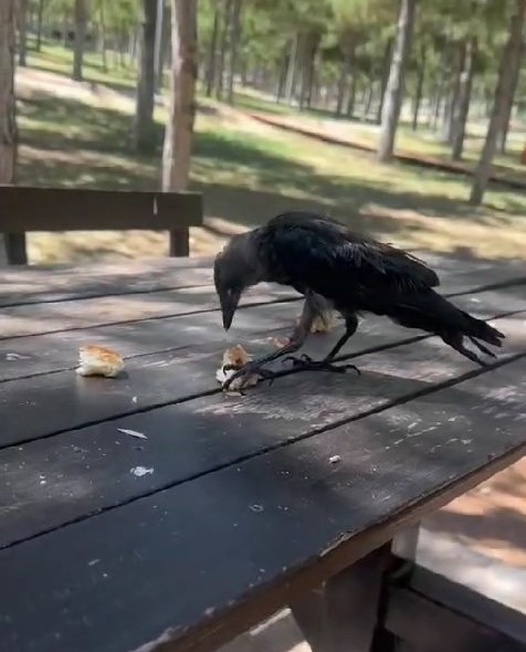 Masaya gelen karga kahvaltıya ortak oldu
