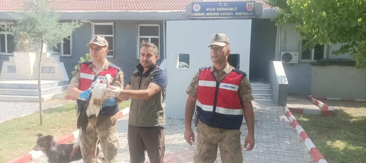 Aralık ilçesinde bulunan leylek koruma altına alındı
