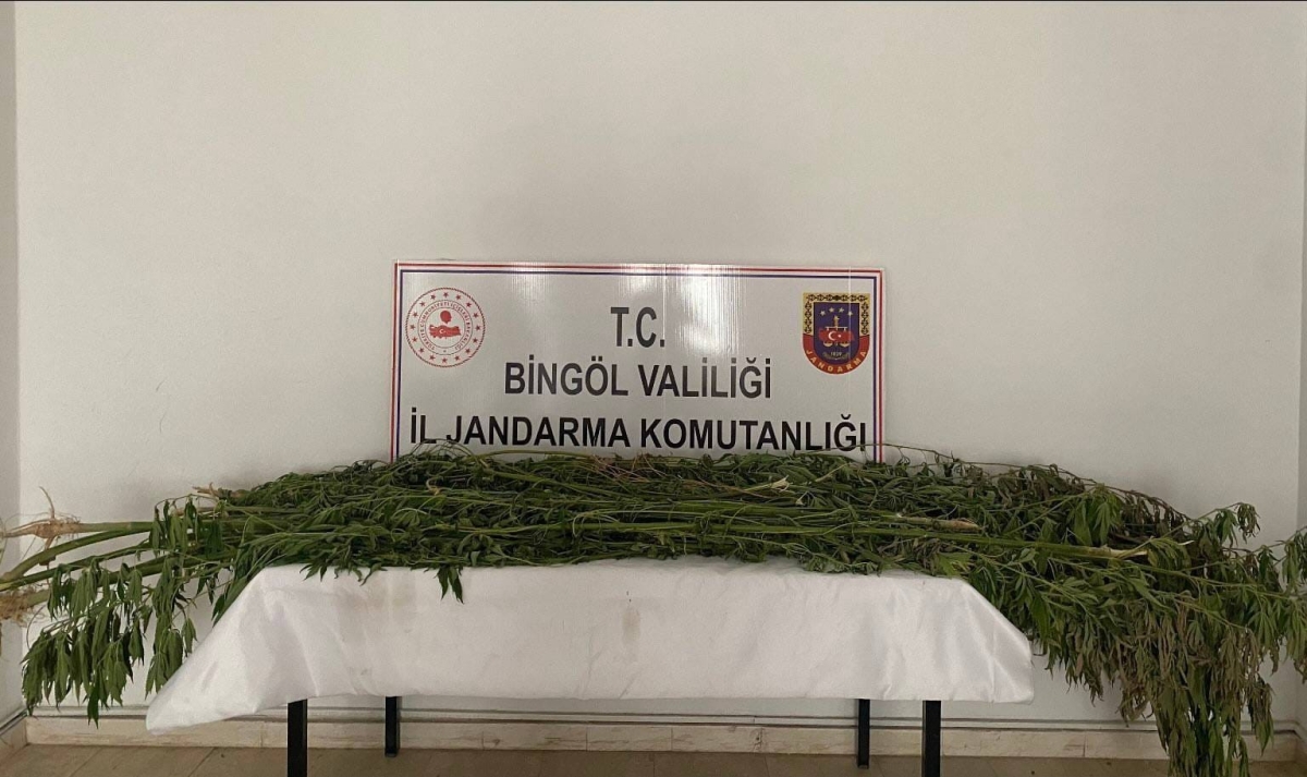Bingöl’de 3 farklı noktada bin 939 kök kenevir bitkisi ele geçirildi
