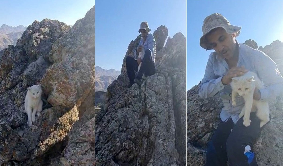 Hakkari’de 2 gündür kayalıklarda mahsur kalan kedi kurtarıldı
