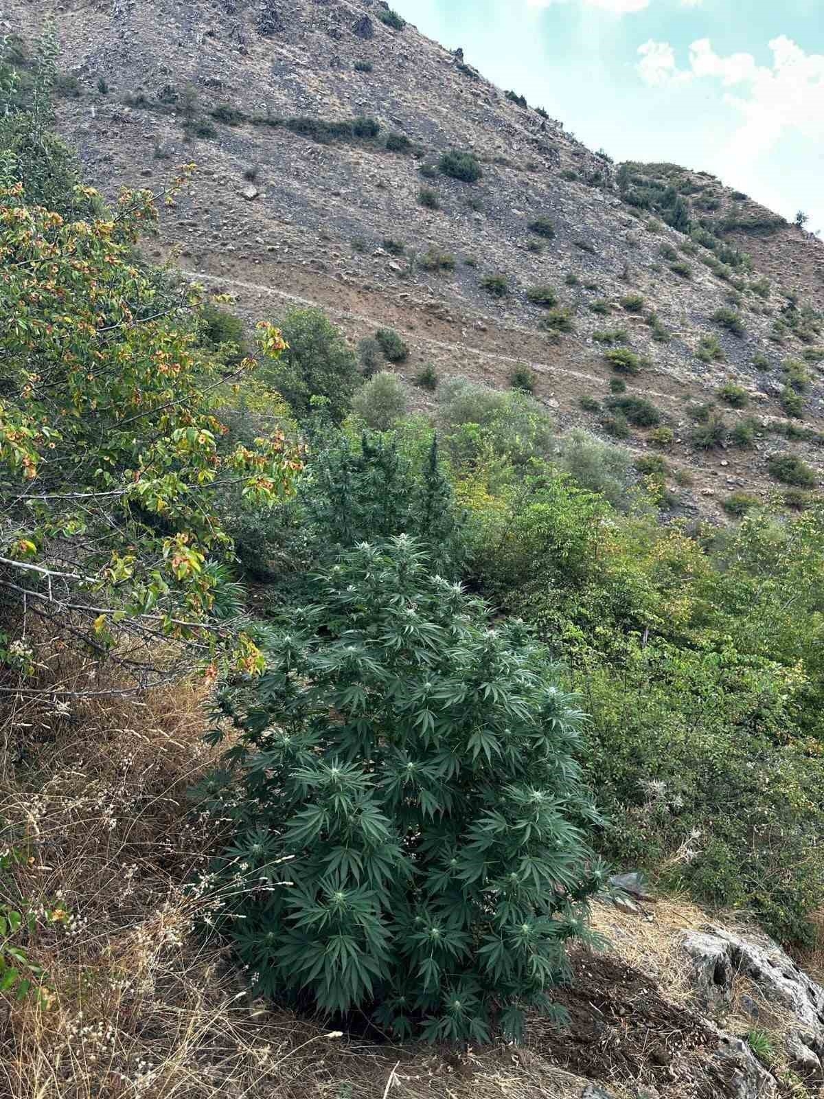 Bingöl’de 274 kök kenevir bitkisi ele geçirildi
