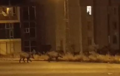 Aç kalan domuz sürüsü şehre indi
