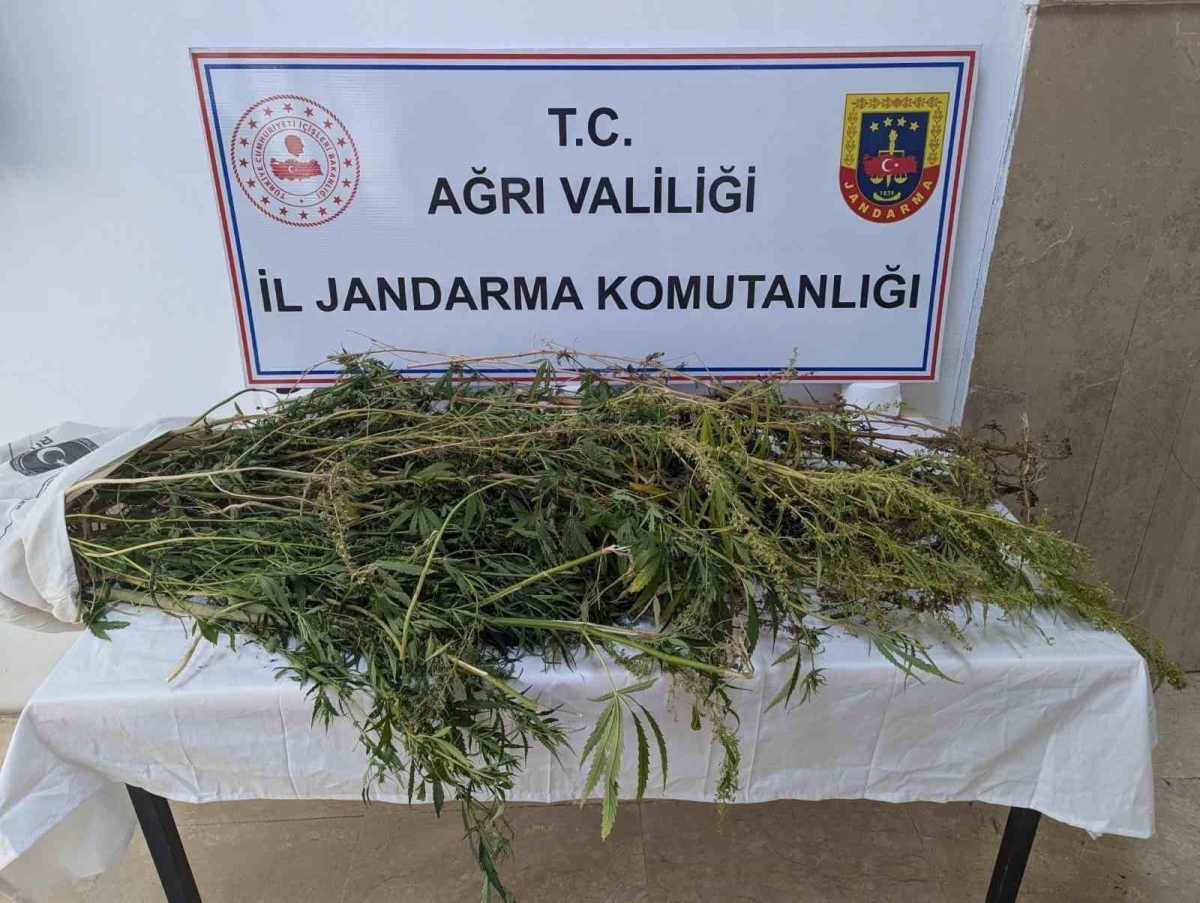 Eleşkirt’te uyuşturucu operasyonu: 90 kök hint keneviri ele geçirildi
