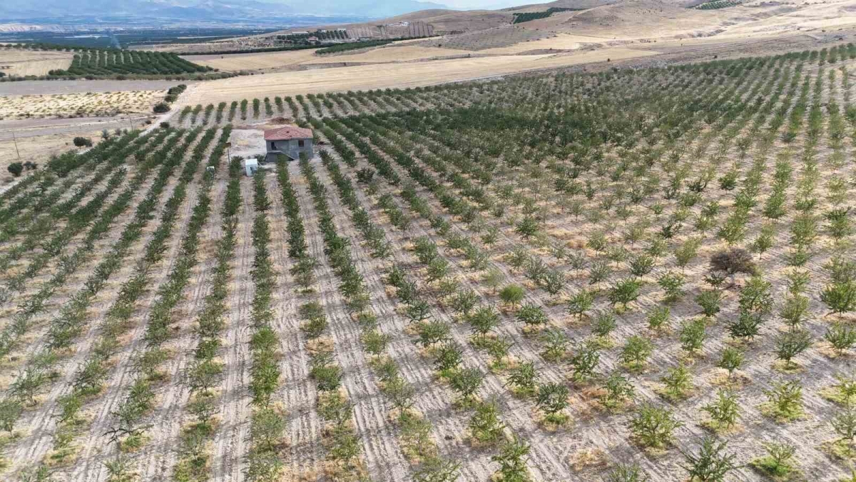 Kayısıya alternatif olarak yetiştirdiği bademlerden yüksek verim elde etti
