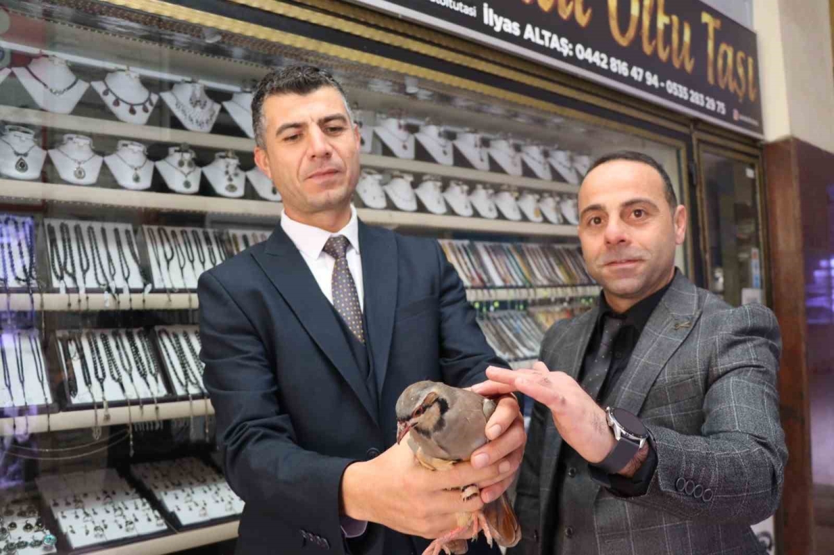 Erzurum’da kınalı kekliğe uzanan şefkatli eller
