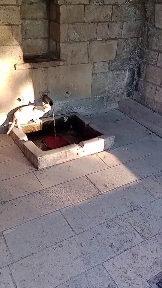 Su sırası kedinin
