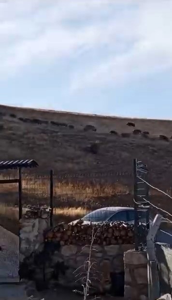Elazığ’ın yüksek kesimlerinde domuz sürüleri görüldü
