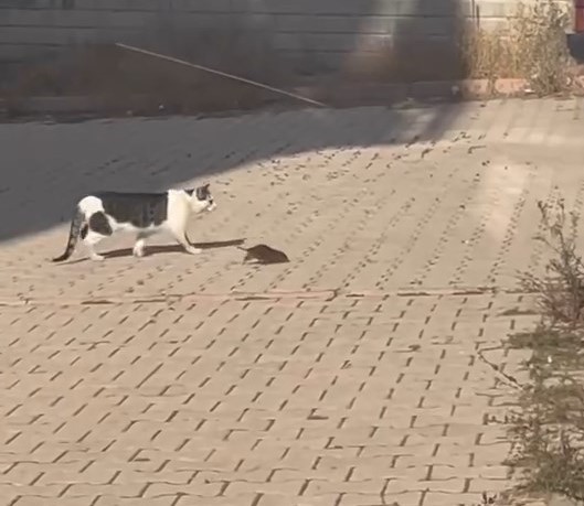 Kedi, cüsseli fare ile baş edemedi
