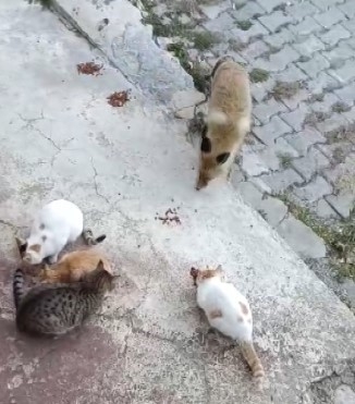 Tunceli’de bir tilki, kedilerin mamalarına ortak oluyor
