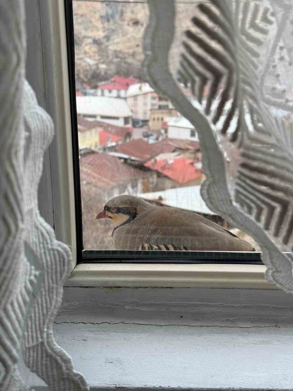 Penceresine kınalı Keklik Kondu
